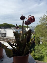 IMG_9269.jpeg