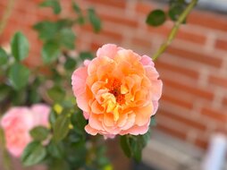 6783c62e-a167-4da9-9654-14aa02540c28.jpeg