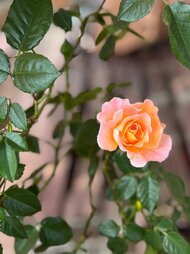 c5ee389f-af4b-43f5-aaac-d185362991c2.jpeg