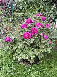 IMG_1430.jpeg
