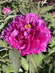 IMG_1424.jpeg