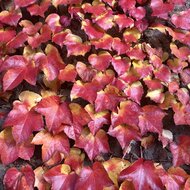 IMG_7026.jpeg