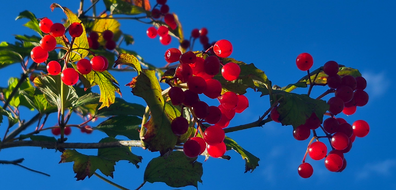 Natur_2026-10-12_A.png