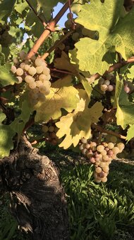 IMG_0246.jpeg