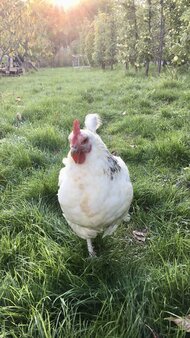 IMG_0264.jpeg