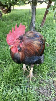 IMG_0267.jpeg