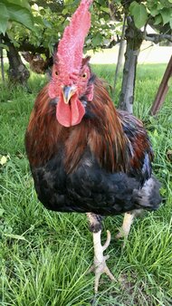 IMG_0266.jpeg