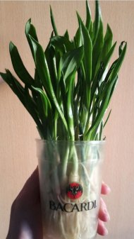 bärlauch.jpg bärlauch.jpg