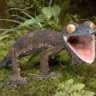 Gecko