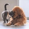 kitty love doggy