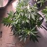 hazetag420