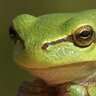 laubfröschin