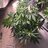 hazetag420