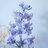 lostinbluebells